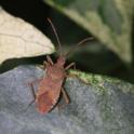 IMG_0040 Box Bug.JPG